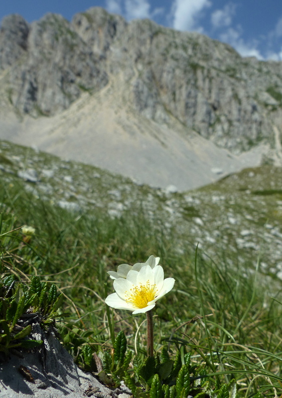 er Terminillo: la Nigritella widderi e altre orchidee sulla montagna di Roma.